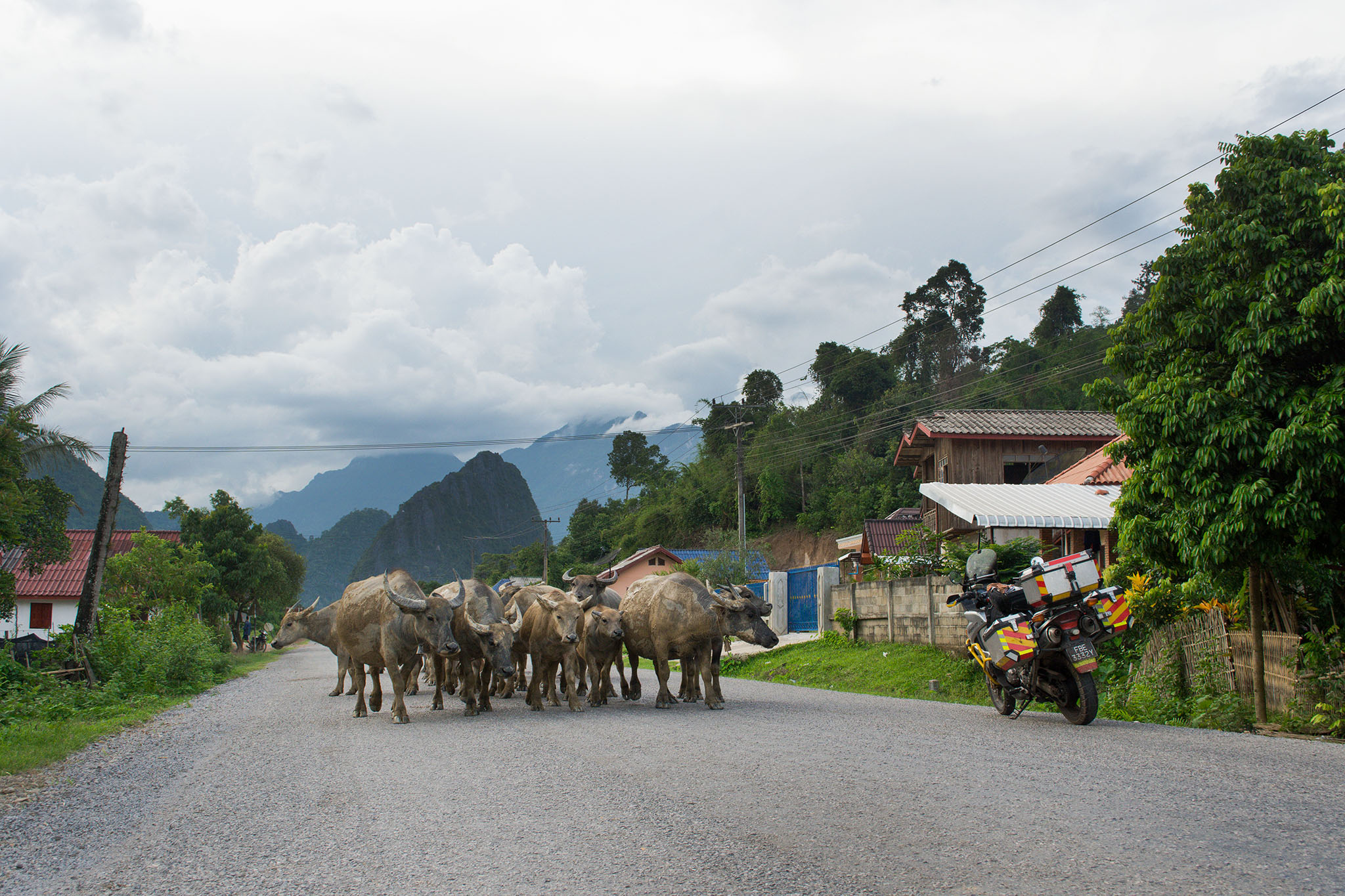 Water Buffalos hoarding the road in Laos. Most drivers are patient and are willing to wait. Some are ungracious and horning the hell out of them. Oh come on!